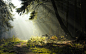 General 2560x1600 forest trees grass road sun rays