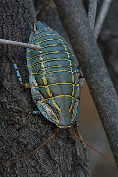 麟℃采集到insect