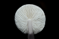 Photograph Mushroom by Arsa Aron on 500px