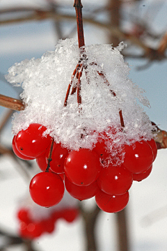 小0是小零呀采集到雪o(╯□╰)o美景