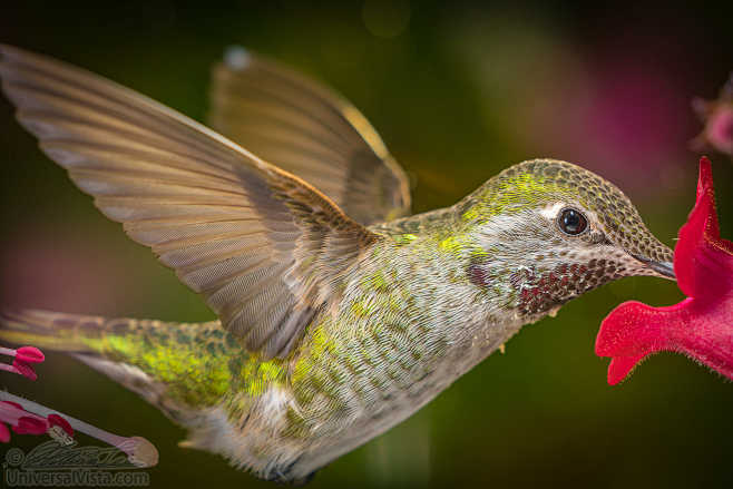 Hummingbird profile ...