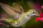 Hummingbird profile close up by William Lee on 500px