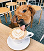 dog, animal, and coffee图片