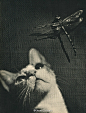 1938年出版的猫咪写真书《SAM》摄影师Edward Quigley
