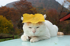 花之物语flowerwuyu采集到猫叔