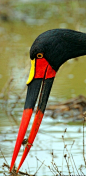 Saddle-billed Stork (Ephippiorhynchus senegalensis) with crab lunch.