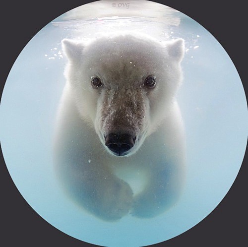 #观影【#北极熊的水中芭蕾】今次我们介绍...