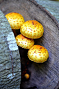 mushrooms!天空 白云 蓝天白云 合成素材 场景素材 天空背景  蓝天 白云 海洋 海水 海底 河水 水 背景 1920背景 合成素材 合成 素材 夏天 夏季背景 沙滩 椰树 海报背景 海豚 冲浪 沙 海星岛屿 岛 旅行  摄影风景 合成背景 1920大图 几何活动 草地 场景 素材库 高清背景图片 淘宝背景 天猫背景 海报背景 树木 路 石头 装饰 叶子 云 都市 建筑 植物 旅行、摄影、唯美、风景、景观、自然、地理、海滩、旅游 