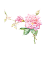 玫瑰<br/>别名：徘徊花、刺客、穿心玫瑰<br/>科属：蔷薇科蔷薇属<br/>原产地：中国<br/>花期：5月——6月<br/>花语：美丽和爱情