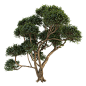 Phillyrea latifolia总序桂花树3D模型（OBJ,FBX,MAX） 