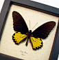 Troides Helena Male | Real Butterfly Gifts Framed Butterflies and Insect Displays