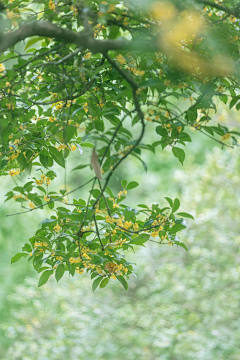 铁勺猫采集到花事