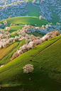 joys2:     apricot blossoms in Shinjang, China. #美景# #摄影师# #摄影比赛##春暖花开#