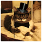 Catsparella: Hamilton The Hipster Cat Mustache You A Question