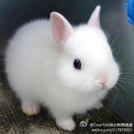 #萌宠# 超萌的小兔子，特像大白兔奶糖，...