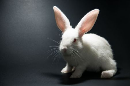 abdf88eed83eab885c146883984821610f8a762c31cb-m0SSh7