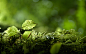 green ground macro nature plants wallpaper (#1407976) / Wallbase.cc