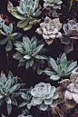20+ Plant Pictures | Download Free Images on Unsplash : Download the perfect plant pictures. Find over 100+ of the best free plant images. Free for commercial use ✓ No attribution required ✓ Copyright-free ✓