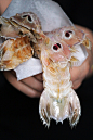 Mantis Shrimp by Rebecka G. Sendroiu on 500px