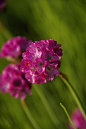 海石竹 Armeria maritima　蓝雪科海石竹属…