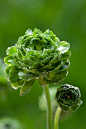 Ranunculus