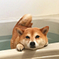 一只相当怕水，在用尽全身力气抗战着不想洗澡的狗