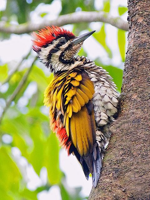flameback  (photo by...