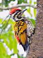 flameback  (photo by ric seet)  fabulous photo of mangnificent beauty!