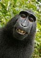 猩猩抢来相机自拍，照片版权归猩猩。。。 #搞笑#