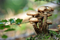 蘑菇, 植物, 森林, 秋, 棕色, 菌类
