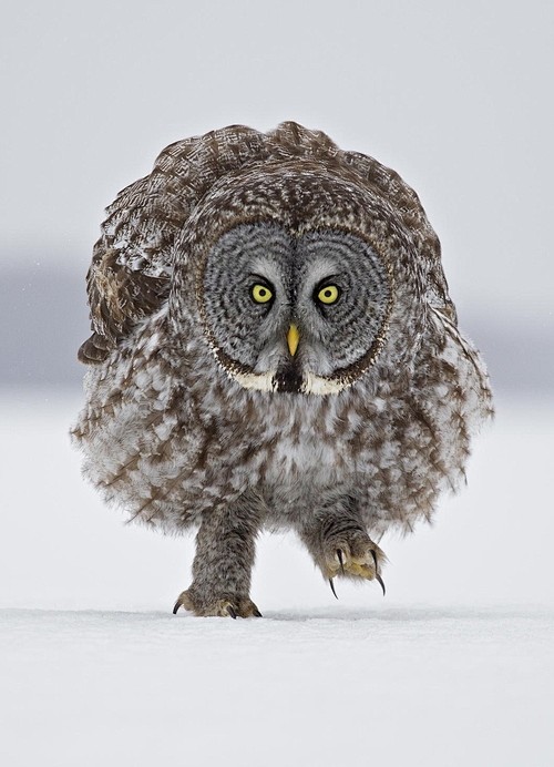 Great Grey Owl - Sta...