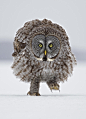 Great Grey Owl - Stalking Me! by Rick Dobson on 500px
(via the absolute PHOTO blog…)