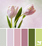 Design Seeds® | for all who ❤ color | tulip tones #色彩#