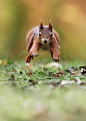 Flying Squirrel by Julian Rad - Wildlife Photography