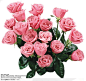 玫瑰花束-一束粉色的玫瑰花