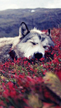 Wolf Photograph - Wolf Nap by Sheila Mcdonald