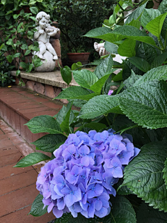 水~仙采集到水仙、植物/花草/系列合成素材