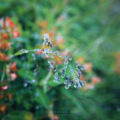 阡陌凝烟采集到❀荼蘼❀