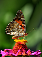 Photograph Vanessa cardui by Mustafa Öztürk on 500px