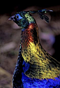 Himalayan Monal Pheasant