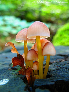 ♥锋雨同露♀采集到彩磨菇