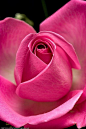 ~~ Pink Rose by :chris: ~~