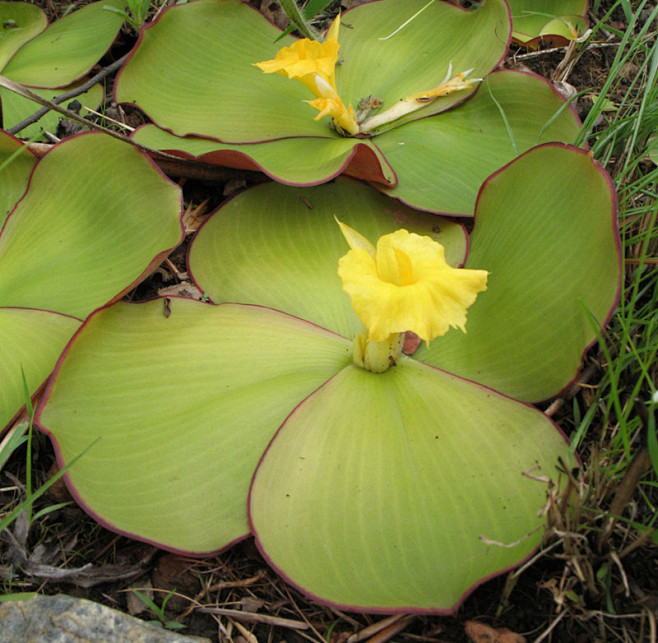 Costus spectabilis。奇...