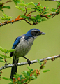 scrub jay by jeremyjonkman on Flickr.