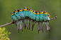 这九只鸟挤在一起，就像一只毛毛虫~ 和谐的鸟儿们。(850×565)