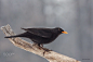 乌鸫 Turdus merula 雀形目 鸫科 鸫属
Turdus merula (Common blackbird) by zoran simic on 500px