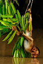 Pig-tailed Macaque, Borneo - C. S. Ling