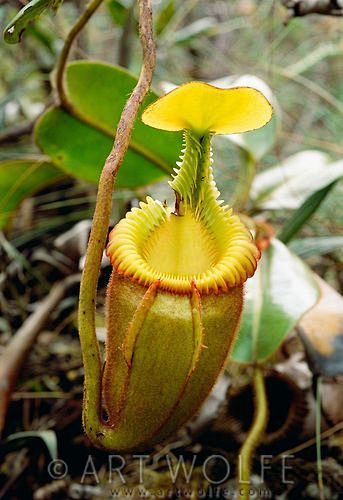A Nepenthes pitcher ...
