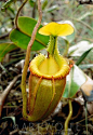 A Nepenthes pitcher plant in the forests of Malaysia.