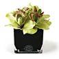 Herve Gambs Green Couture Orchid & Black Glass Cube